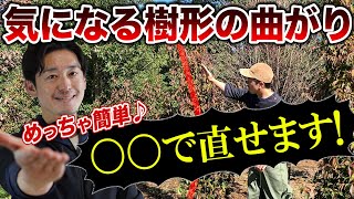 Correcting the tree shape will improve your garden] Your tree