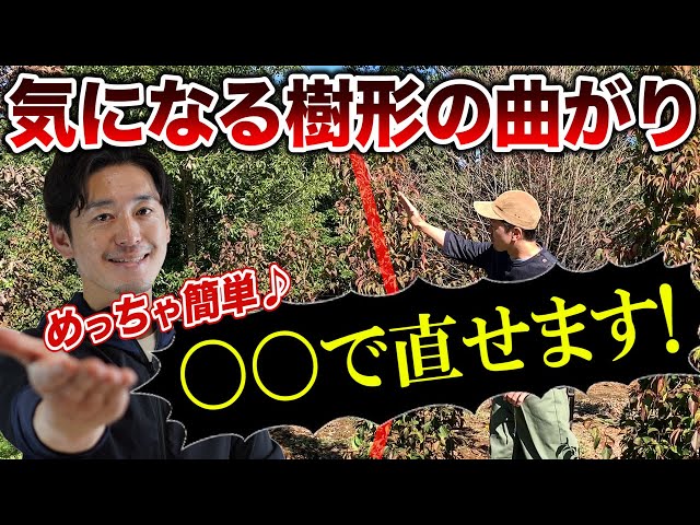 Correcting the tree shape will improve your garden] Your tree