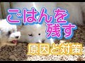 犬のしつけ【ご飯を食べない・残す】偏食癖がつく理由と対策を園長が解説します♪ ~犬のしつけ・ドッグトレーニング~