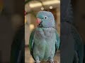 Parrot funny video 😆😆😘🦜😂 Is funny parrot ki masti dekhkar aap bhi apni hansi nahi rok paayenge💯💯