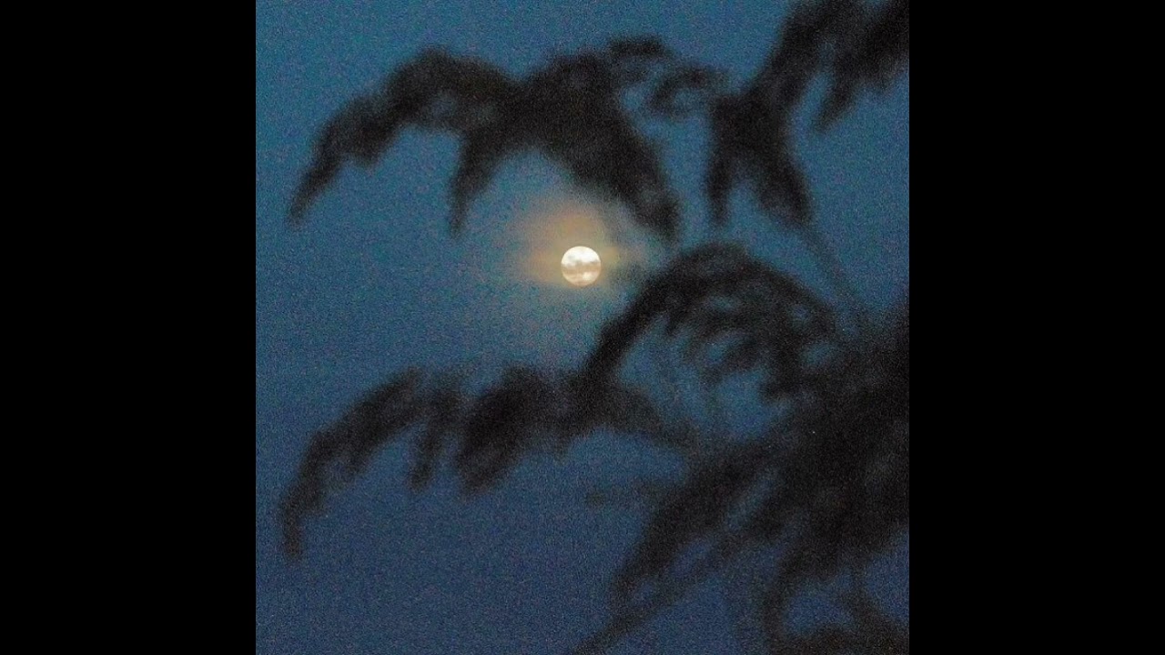 𝓭𝓪𝓭𝓭𝔂 𝔂𝓪𝓷𝓴𝓮𝓮- 𝓼𝓲𝓰𝓾𝓮𝓶𝓮 𝔂 𝓽𝓮 𝓼𝓲𝓰𝓸 𝓼𝓹𝓮𝓭 𝓾𝓹/𝓷𝓲𝓰𝓱𝓽𝓬𝓸𝓻𝓮 𝓿𝓮𝓻𝓼𝓲𝓸𝓷