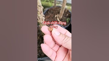 Cành hồng xiêm khổng lồ chiết #0347002751 #0915061058