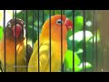 Lovebird Chirping Sounds 5 Hours - Dark Green (Olive) & Pastel Green