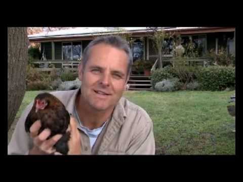 Produce your own eggs and make money from your chickens in your own