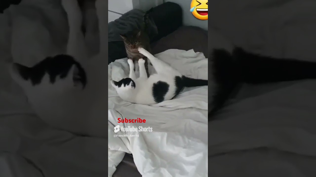 When Cats Play Fight Like UFC fighters