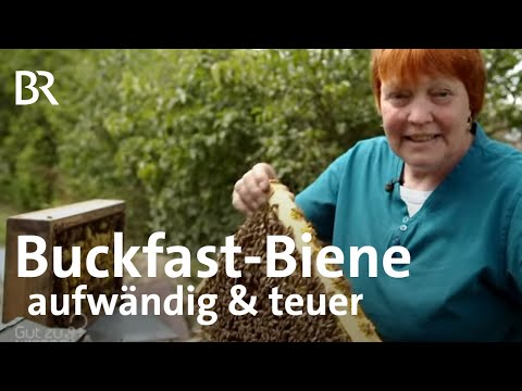 Aufwändige Bienenzucht: Bayerische Bienen zum Paarungsflug an die Nordsee | Gut zu wissen | BR