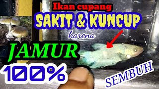 Cara mengobati ikan cupang terkena jamuran dan yang menjadi kuncup