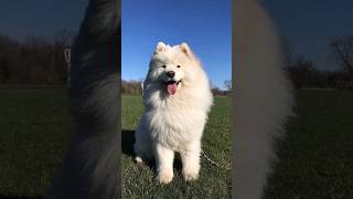 Samoyed Facts: Did You Know...? #shorts #facts #dog #pets #pet
