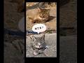 カメラNG母子📸🙅♂️ #猫島 #姫島 #cat #地域猫活動 #姫ねこ