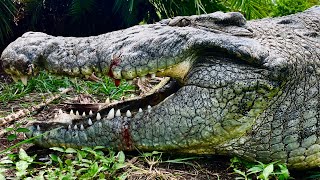 Gigantic Nile Crocodiles at Gatorland featuring Lyle the Nile Crocodile & friends‼️