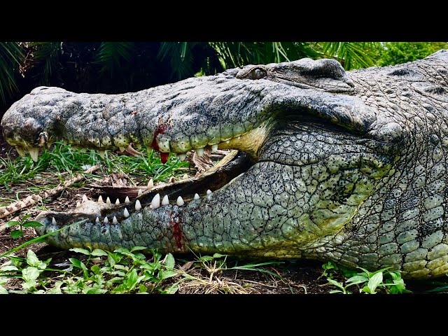 Gigantic Nile Crocodiles at Gatorland featuring Lyle the Nile Crocodile & friends‼️ class=
