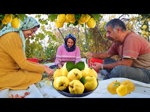 A village girl makes Quince jam and harvests elderberries/Heyva mürəbbəsi