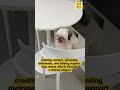More than memes — BabyDoge built a community with real purpose.