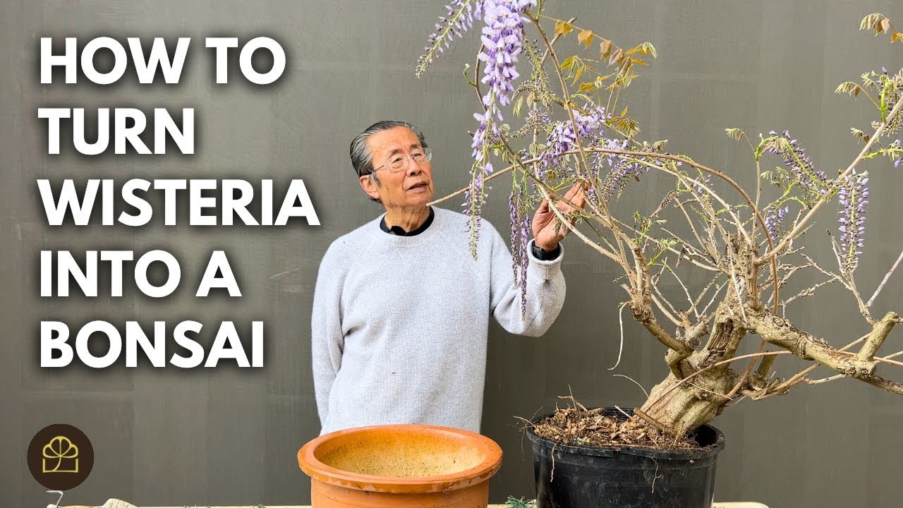 How to Turn Wisteria into a Beautiful Bonsai