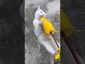 Rural life reality, daily life of pets, interesting things about rural life, cute pets, cute pet