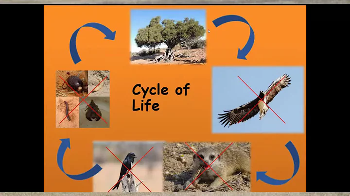 Social Carnivores | Meerkats, Wild Dogs and Wolves...