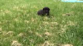 Rosie x Montana pup#1 BTM 23 Days old