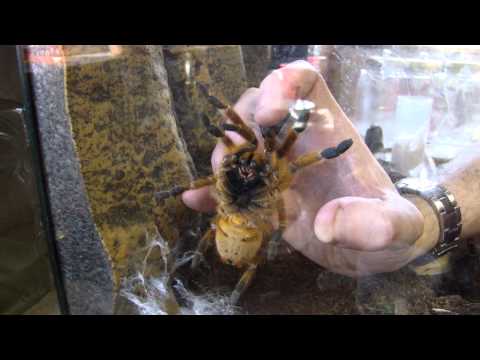 Pterinochilus murinus Pickup