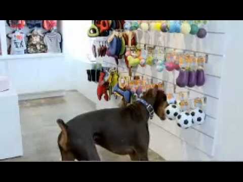 fumy pet store los angeles fumy pet store los angeles