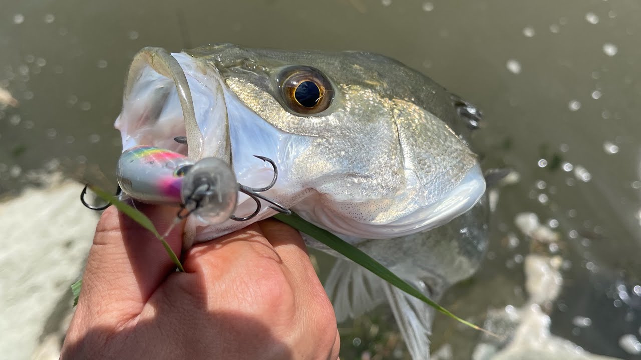 雨が降ったのでシーバス釣ってきました。