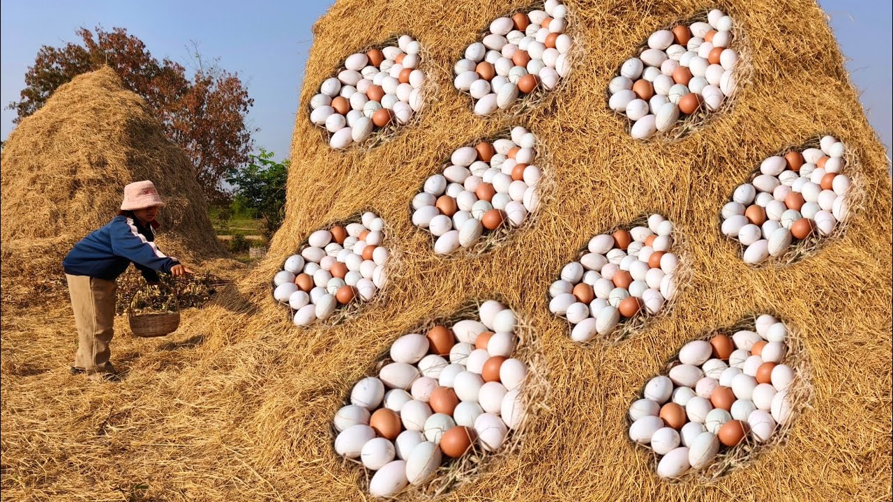BEST amazing - Harvest a lot of duck egg on the straw at rice field by hand a young girl