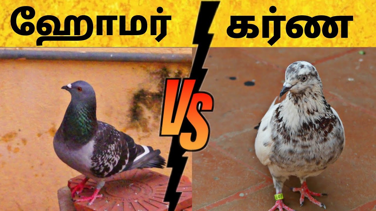 🕊️ Homer VS Karna pura எது வளக்கலாம் | Roller pigeon Vs Racing pigeons | which is the best for All 😎