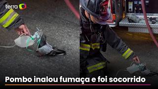 Bombeiros usam máscara de oxigênio em pombo que passou mal após inalar fumaça nos EUA