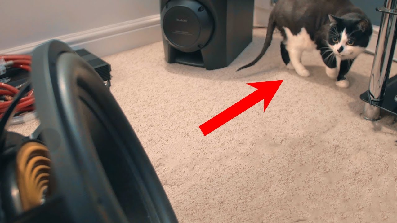 Curious Cat Interested With Extreme Subwoofer Movement YouTube