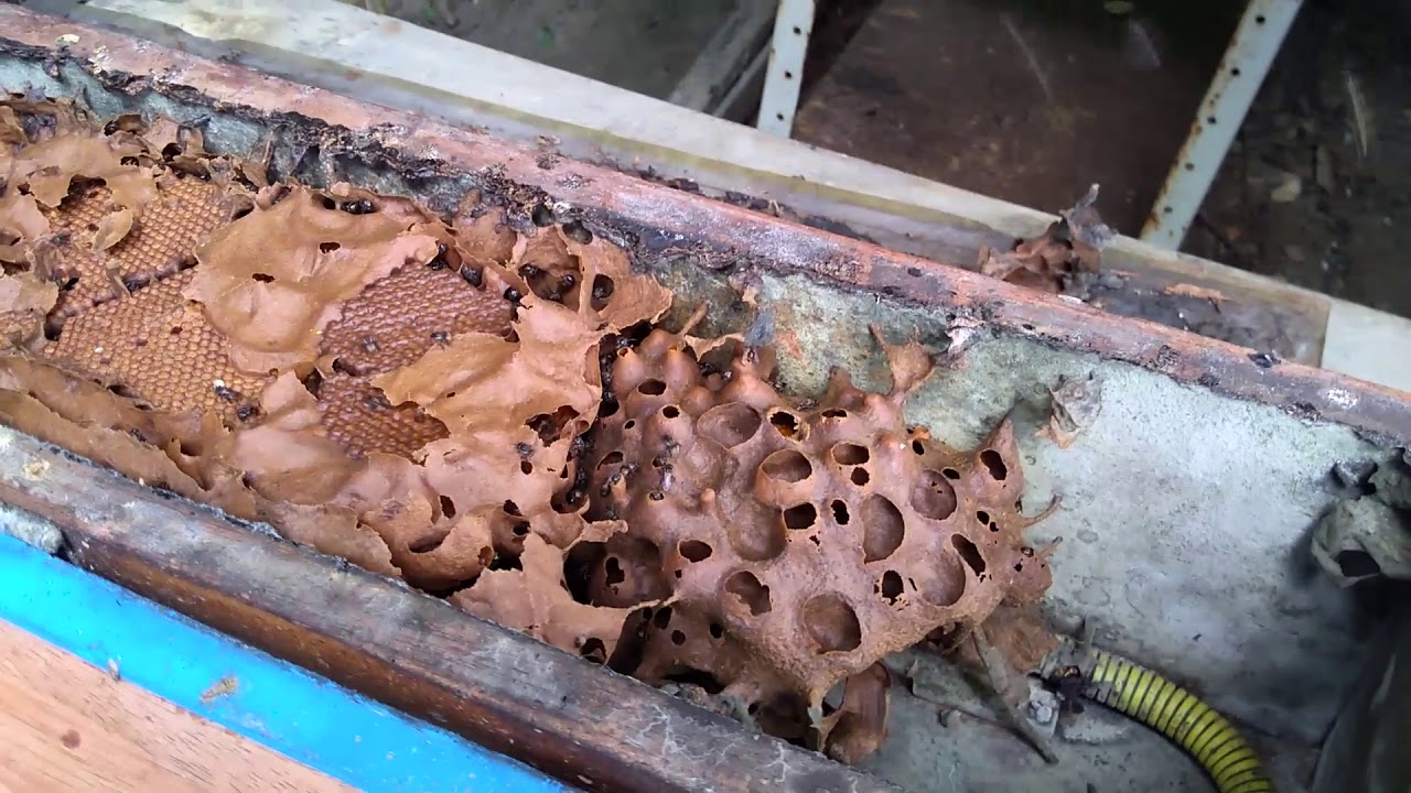 Abelha Canudo - QUE BICHO É ESSE? - SÉRIE ABELHAS