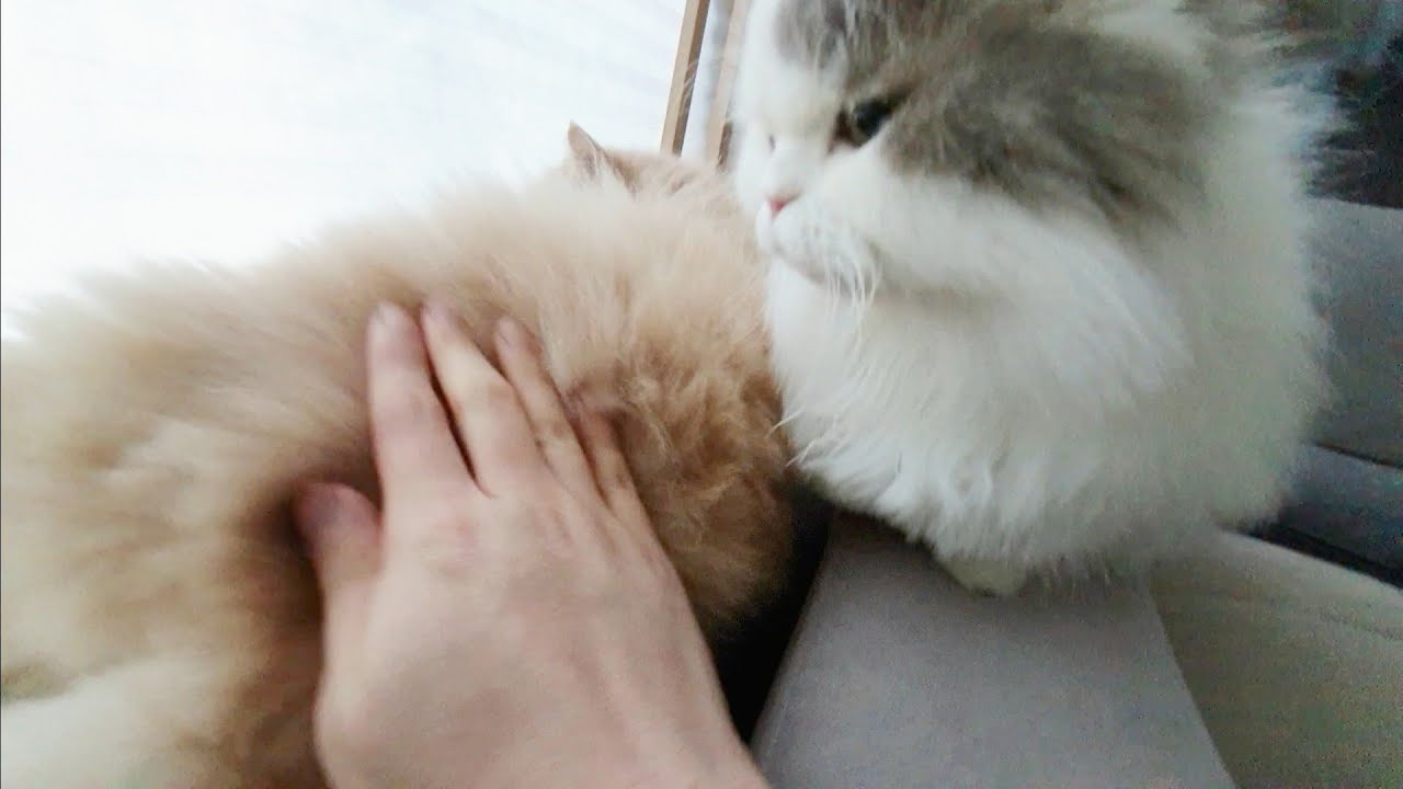 Immediately opens the potato section