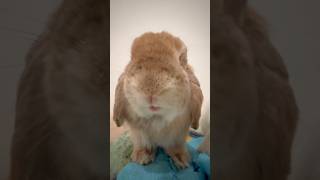 #cutebunny #bunny #rabbit #bunnylove #rabbitsofinstagram #bunniesofinstagram #bunnygram #bunnies