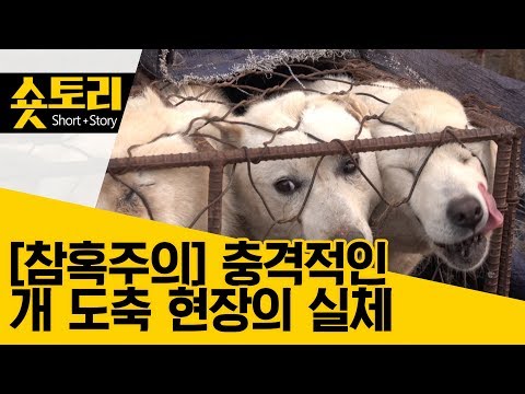 [숏토리] 충격적인 불법 개 도축 현장 공개