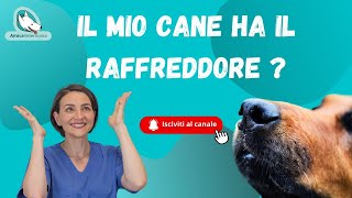 Il mio cane ha il raffreddore?