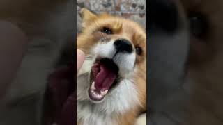 Finnegan fox loves melon #redfox #fox #saveafox #wildfox