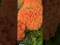 #gardening #🌻🌻 #trendingshorts #garden #flowers #ytshorts #love #trending #viralvideo #gardeningtips