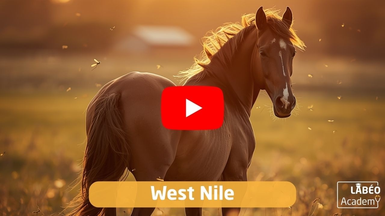LABÉO Academy - West Nile : chronique d'une épidémie annoncée