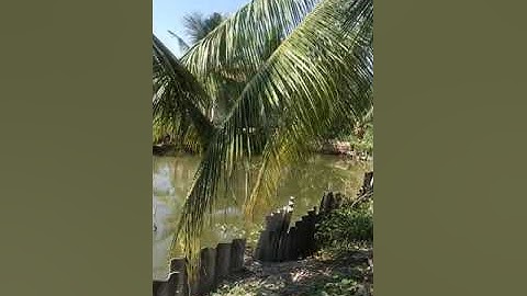 bán 400m2 thổ cư xã tân tập cần giuộc long an giá 4,8 tỷ