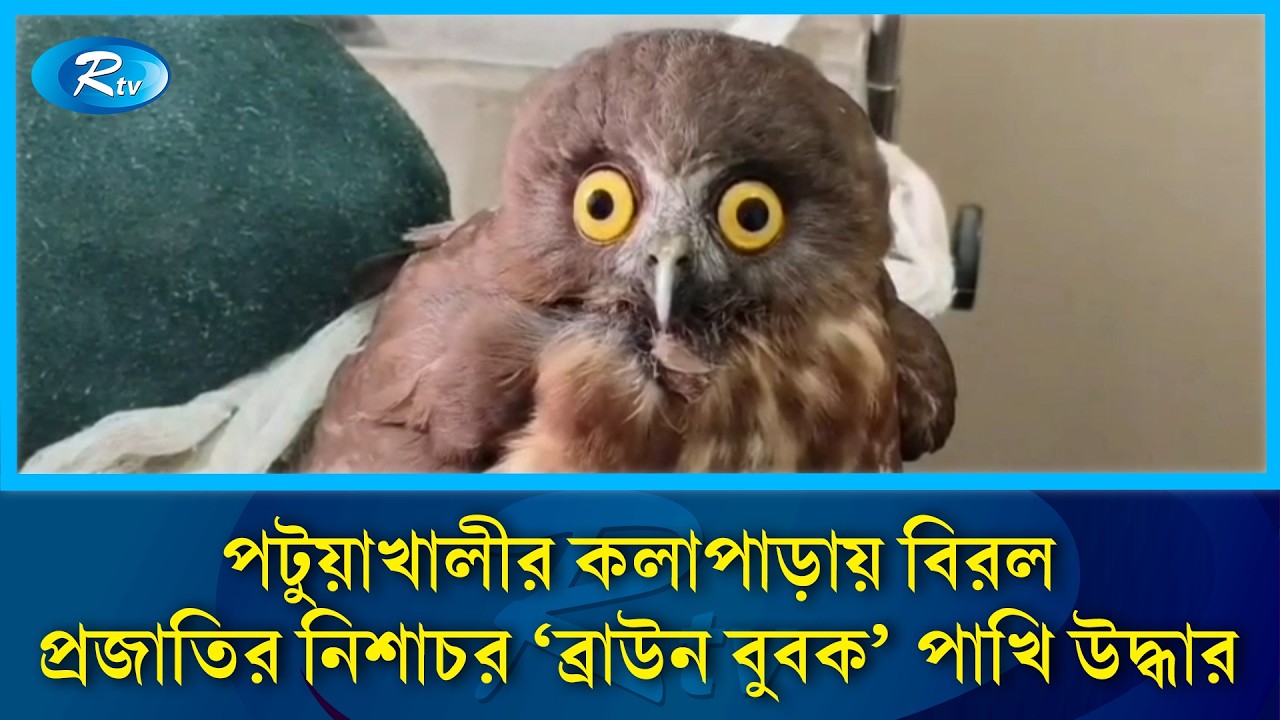 পটুয়াখালীর কলাপাড়ায় বিরল প্রজাতির নিশাচর ‘ব্রাউন বুবক’ পাখি উদ্ধার | Rtv News