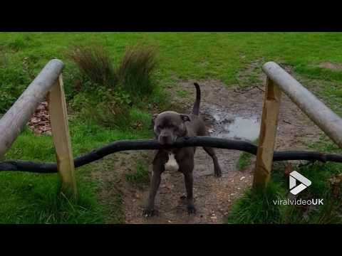 Staffie struggles with big stick || Viral Video UK