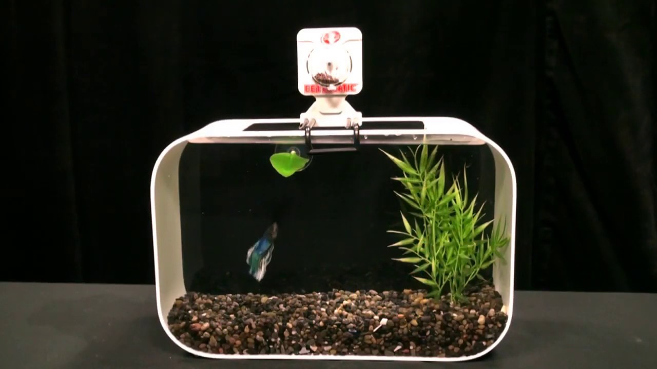 Vonky Alimentateur de poisson automatique à piles Réservoir d'aquarium de  tous les jours Distributeur automatique d'alimentation pour animaux de  compagnie Alimentateur de poisson avec minuterie 
