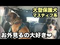 大型マスティフ系保護犬・車楽しいなぁ【13 14日目】