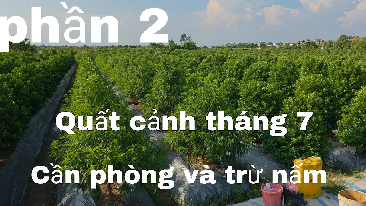 Quất  cảnh tháng 7 và cách  sử lý
