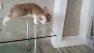 Прыжок кролика в замедлённой съёмке