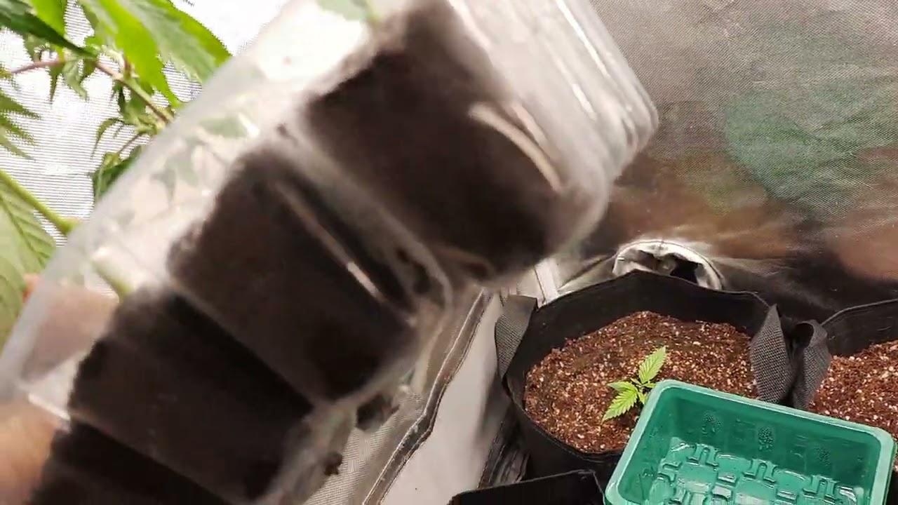 Mac1 "Cap's cut". Yield Source. We have roots!