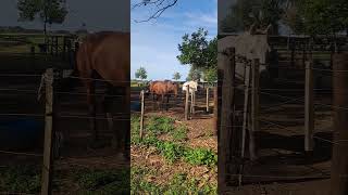 Parque Camet caballos Mar del Plata Argentina Provincia de Buenos Aires