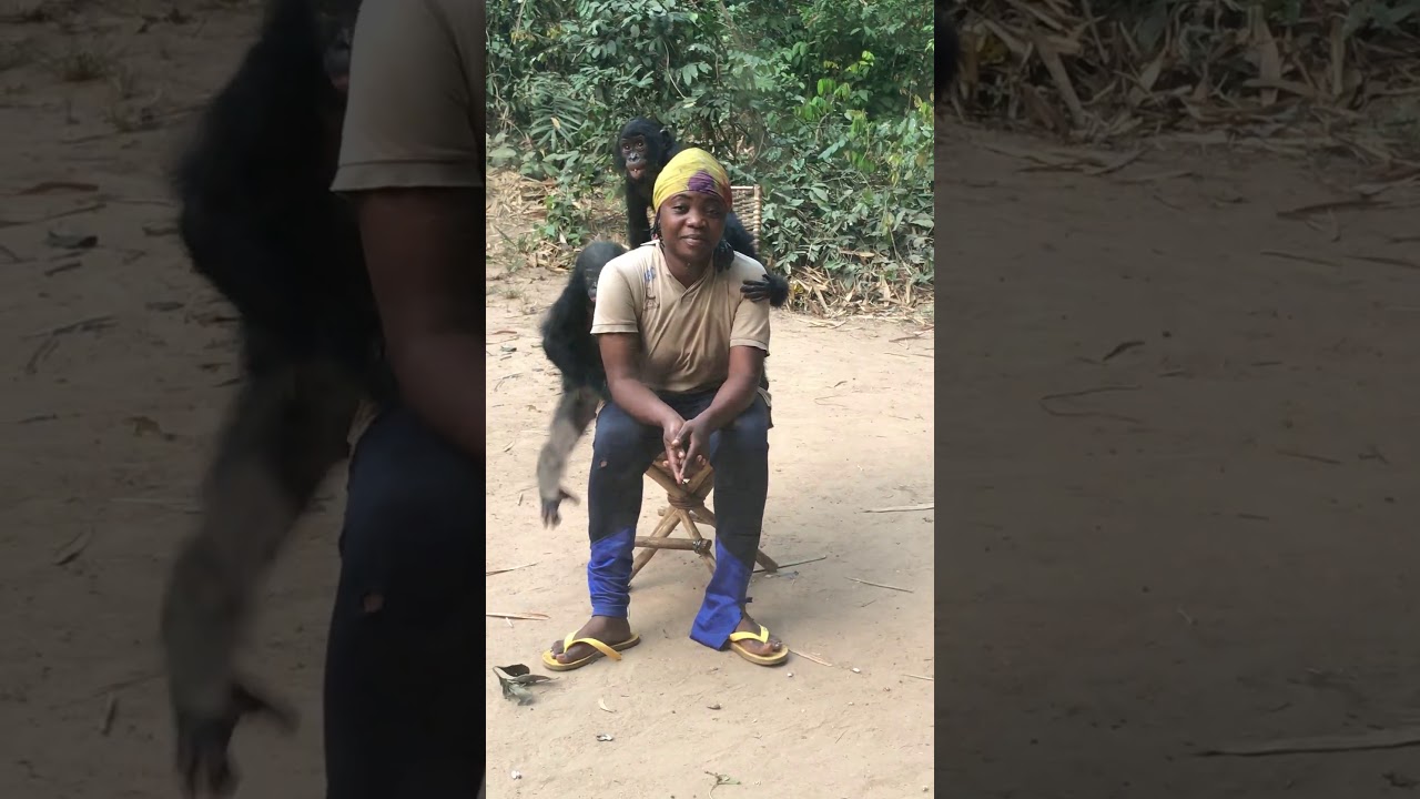 Surrogate Moms for Bonobos are Heroes