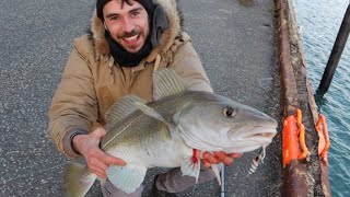 Urban OCEAN fishing from the harbour around Reykjavik ICELAND. BIG COD!!