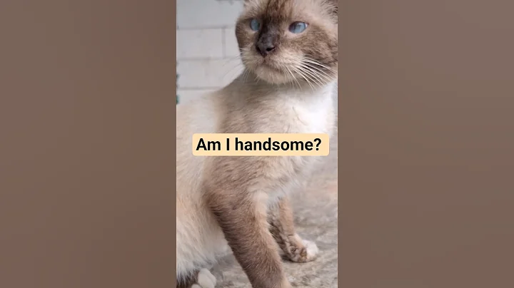 Watch the video about Handsome Siamese cat | adorable cat