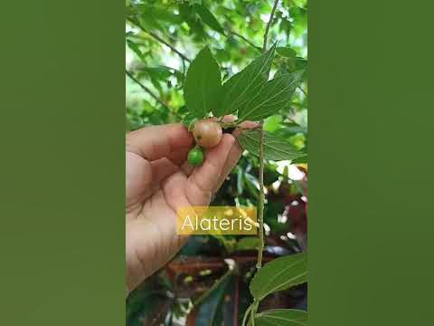 ALATERIS - YouTube