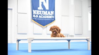 Suki (Cavapoo) Puppy Camp Dog Training Video Demonstration by Neuman K-9 Academy, Inc. 30 views 1 month ago 5 minutes, 14 seconds